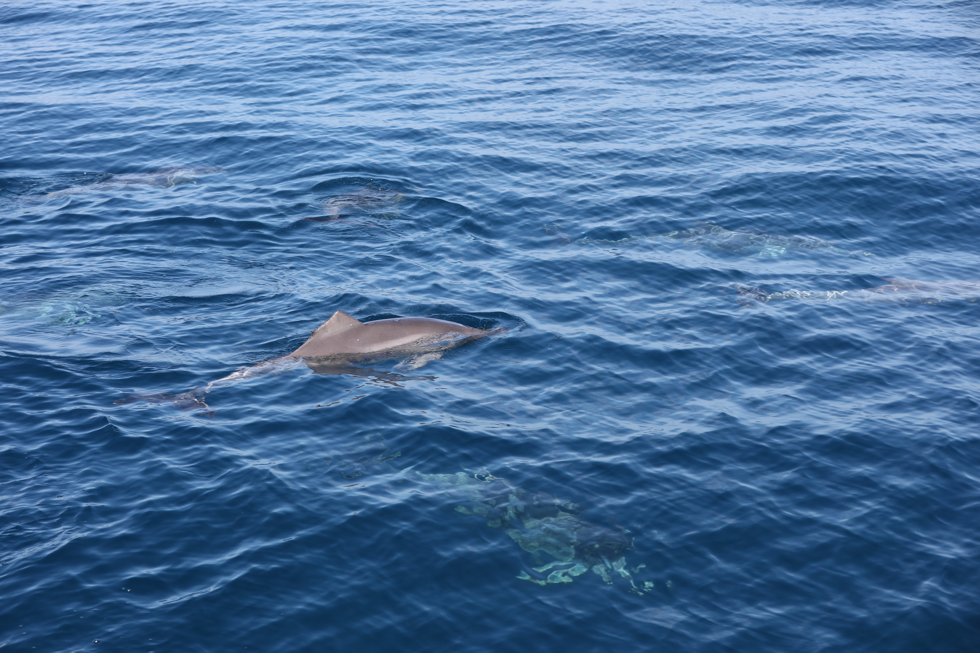 2019 12 07 09 39 52 Canon EOS 5D Mark IV 0020